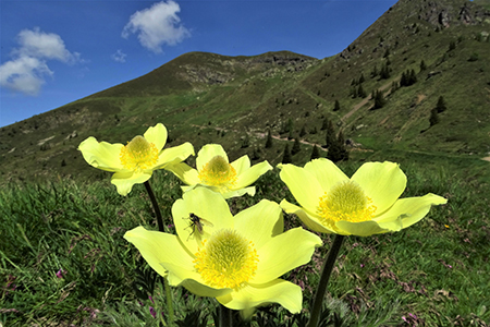 Anello Laghi di Ponteranica-Monte Avaro dai Piani il 3 giugno 2020  - FOTOGALLERY